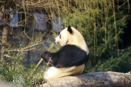 Milžiniška Panda, Turėti, Balta, Juoda, Zoologijos Sodas, Laukinė Gamta, Asija, Žinduolis