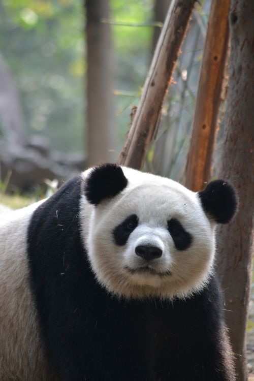 Milžiniška Panda,  Čengdu,  Kinija,  Asija,  Laukinė Gamta,  Nykstantis,  Gamta,  Žinduolis