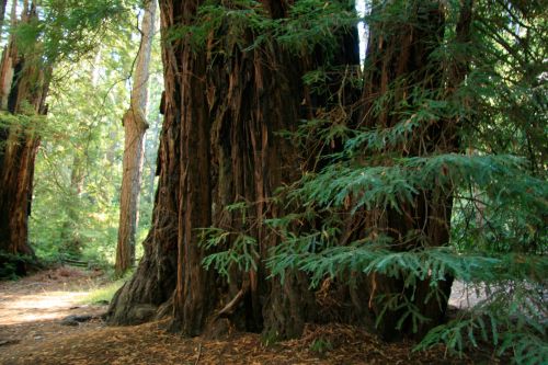 Milžinas,  Redwood,  Medžiai,  Kalifornija,  Milžiniški Raudonmedžio Medžiai Kalifornijoje