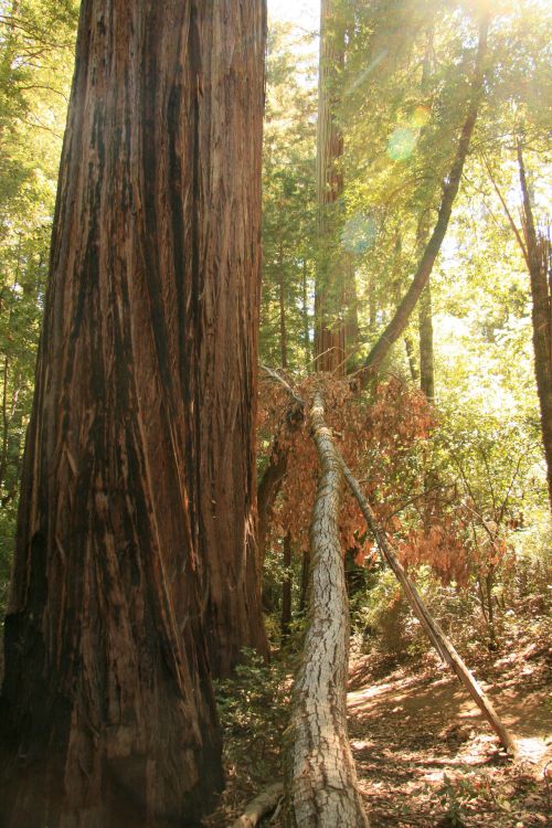 Milžinas,  Redwood,  Medžiai,  Kalifornija,  Milžiniški Raudonmedžio Medžiai Kalifornijoje