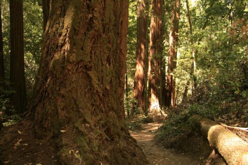 Milžinas,  Redwood,  Medžiai,  Kalifornija,  Kelias,  Milžiniški Raudonmedžio Medžiai Kalifornijoje
