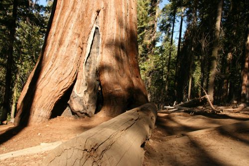 Milžinas,  Redwood,  Medžiai,  Josemitas,  Milžiniški Raudonmedžio Medžiai Josemituose