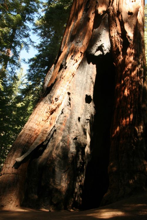 Milžinas,  Redwood,  Medžiai,  Josemitas,  Milžiniški Raudonmedžio Medžiai Josemituose