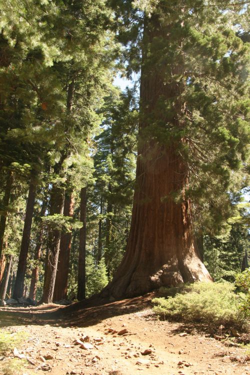 Milžinas,  Redwood,  Medžiai,  Josemitas,  Takas,  Milžiniški Raudonmedžio Medžiai Josemituose