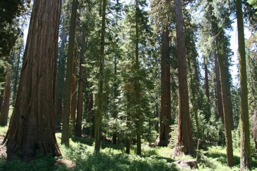 Milžinas,  Redwood,  Medžiai,  Josemitas,  Milžiniški Raudonmedžio Medžiai Josemituose