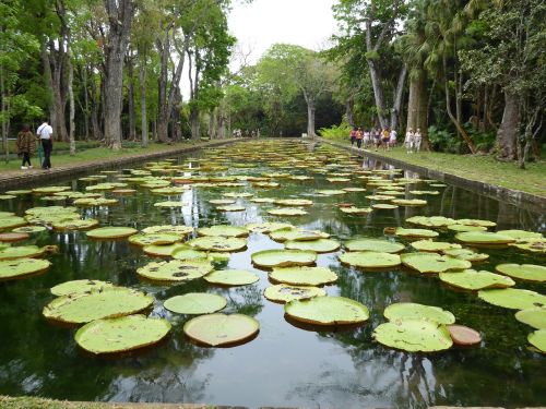 Milžiniškos Vandens Lelijos, Mauricijus, Pamplemousses Botanikos Sodas