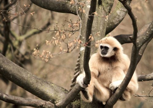 Gibbon, Balta Rankų Gibbon, Primatas, Beždžionė, Zoologijos Sodas, Tiergarten, Medis, Sėdėti, Estetinis, Žiūrėti