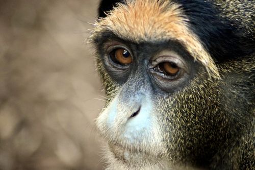 Gibbon, Beždžionė, Zooaufnahme