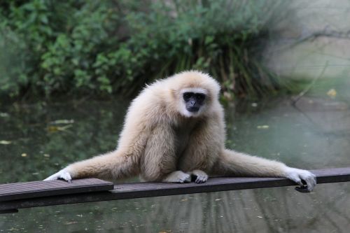 Gibbon, Žinduolis, Zoologijos Sodas
