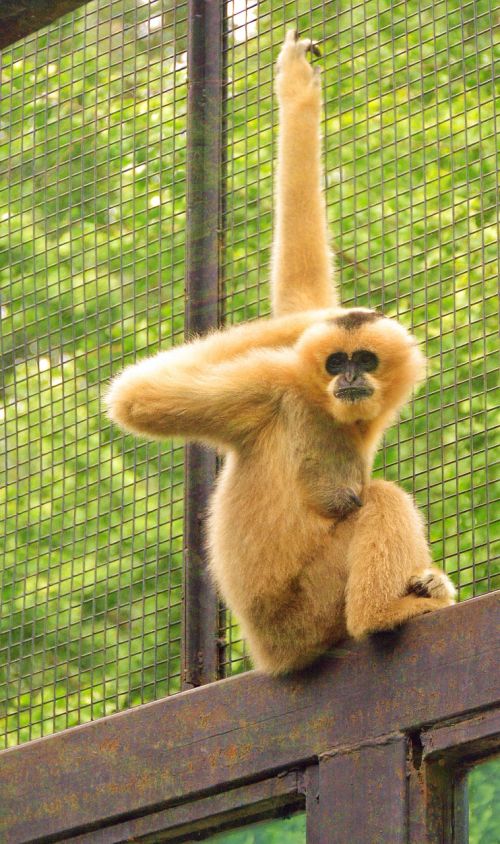 Gibbon, Gyvūnas, Zoologijos Sodas