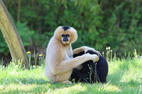 Gibbon,  Zoo,  Planckendael,  Beždžionė,  Žinduolis