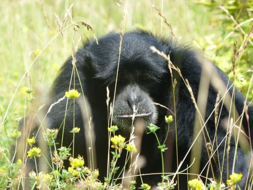 Gibbon, Beždžionės, Zoologijos Sodas, Žinduolis