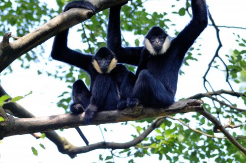 Gibbon,  Beždžionė,  Ape,  Gyvūnas,  Laukinė Gamta,  Gibbon
