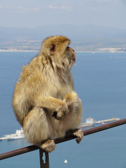 Gibraltaras, Beždžionė, Vaizdas, Laukinis Gyvenimas, Brangus