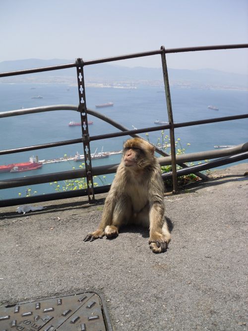 Gibraltaras, Beždžionė, Barbary Ape, Ispanija, Anglija, Gyvūnas