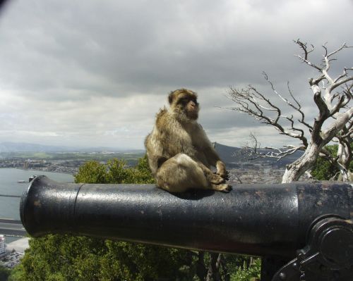 Gibraltaras, Beždžionė, Patranka, Gyvūnas, Europa, Žinduolis, Paprastas Makakas, Berberafė, Primatas