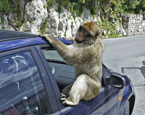 Gibraltaras, Babuinas, Beždžionė, Gyvūnas, Automobilis, Ape
