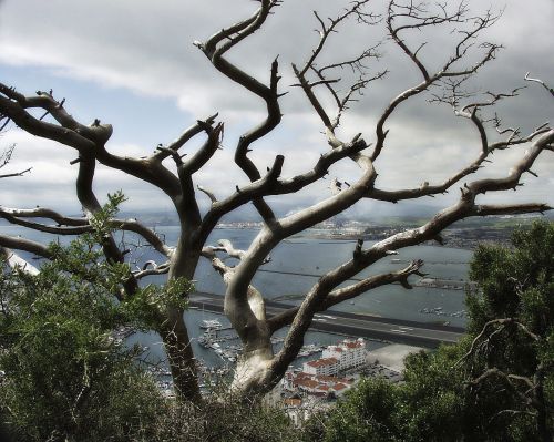 Gibraltaras, Miestas, Viduržemio Jūra, Medis, Ekologiškas, Žemdirbystė, Lauke, Aplinka, Filialai, Gamta