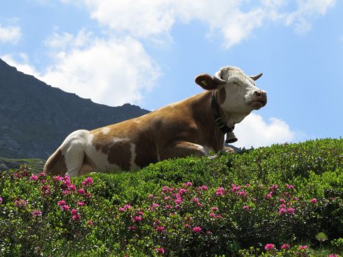 Giglachsee, Kalnai, Karvė, Alm, Alpių Pieva, Alpių Rožė, Gėlės, Vasara, Mėlynas Dangus, Pakabukas-Nestingbox, Kalnas, Alpės, Austria