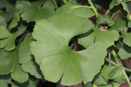 Gingko, Lapai, Žalias, Lapai, Augalas, Uždaryti, Gamta