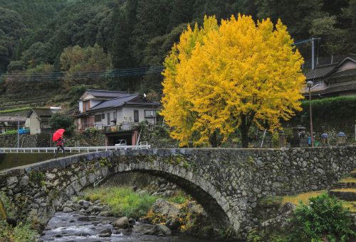 Gingko Medis, Ishibashi, Kaimas, Mediena, Ruduo, Japonija