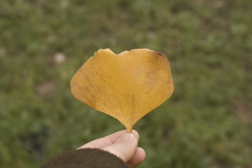 Ginkmedis, Ruduo, Geltona