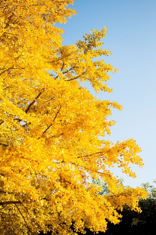 Ginkgo Biloba, Rudens Lapai, Kraštovaizdis, Dangus