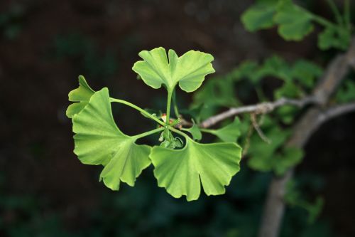 Medis,  Lapai,  Želatina,  Ginkgo & Nbsp,  Biloba,  Ginkmedžio Bilobos Lapai