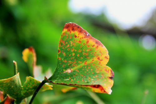 Ginkgo & Nbsp,  Biloba,  Lapai,  Žalias,  Keičiant & Nbsp,  Spalvą,  Oranžinė,  Geltona,  Ginkmedžio Biloba Pagelsta