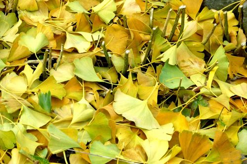 Ginkmedžio Lapai, Ruduo, Lapai, Dažymas