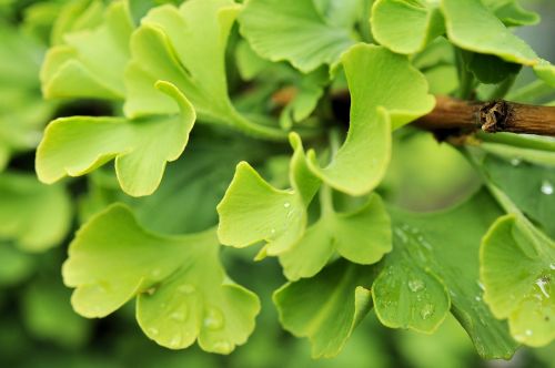 Ginko, Žalias, Lapai, Sveikas, Augalas