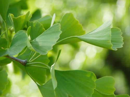 Ginko, Žalias, Lapai, Augalas, Sveikas, Kinija