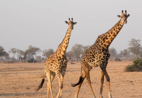 Girafe, Afrika, Gyvūnas, Žirafa, Gamta, Laukinė Gamta, Zambija, Rezervas, Ekoturizmas