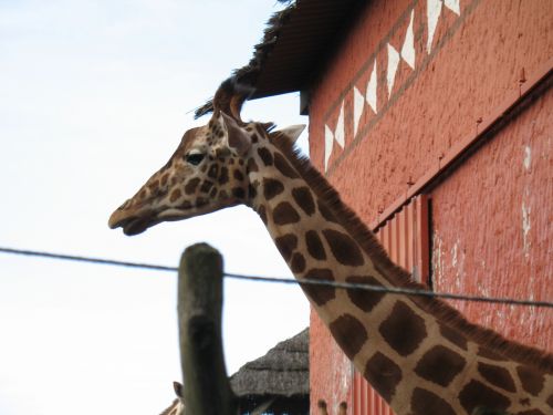 Žirafa,  Zoo,  Žirafa