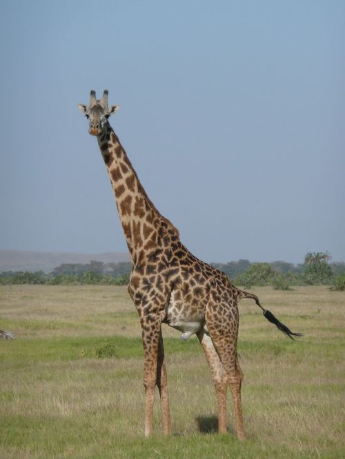 Žirafa, Kenya, Afrika, Safari, Gamta, Laukinė Gamta