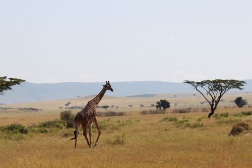 Žirafa, Afrika, Gyvūnas, Serengeti, Safari, Gamta