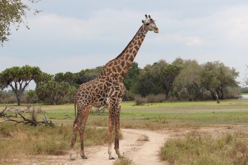 Žirafa, Gamta, Safari, Afrika, Rezervas, Serengeti