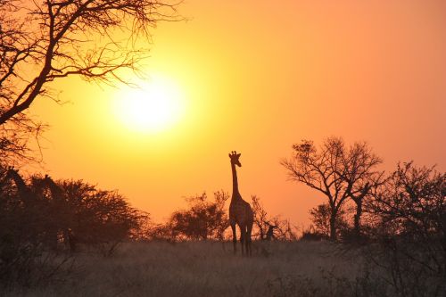 Žirafa, Afrika, Safari, Laukinė Gamta, Laukiniai, Gyvūnas, Žinduolis, Rezervas, Ilgai, Kaklas, Saulėlydis, Zambija, Žaidimas, Aukštas, Didelis