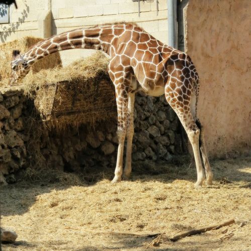 Žirafa, Gyvūnas, Zoologijos Sodas, Zoologijos Sodai, Safari
