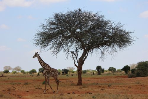 Žirafa, Safari, Kenya