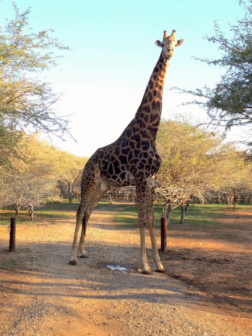 Žirafa, Pietų Afrika, Afrika, Gyvūnas, Žinduolis, Gamta, Safari, Laukiniai, Rezervas, Laukinė Gamta, Savanna