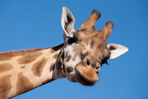 Žirafa, Ilgas Kaklas, Zoologijos Sodas, Gyvūnas, Žinduolis, Beekse Bergen, Gyvūnų Pasaulis