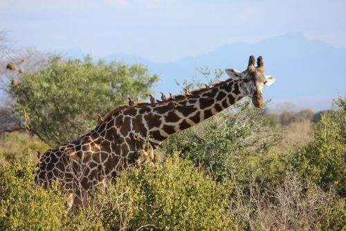 Žirafa, Tsavo, Safari, Gamta