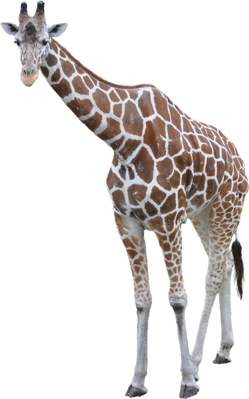 Žirafa, Gyvūnas, Afrikos, Didelis, Aukštas, Kaklas, Žinduolis, Didelis, Ilgai, Laukiniai, Laukinė Gamta, Veidas, Galva, Aukštas, Balta, Ruda, Juostelės, Izoliuotas, Balta, Skaidrus