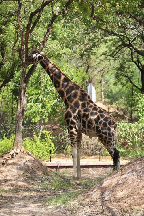 Žirafa, Zoologijos Sodas, Gyvūnai, Džiunglės, Gamta, Zoologijos Sodai, Laukinė Gamta, Žinduolis, Kelionė, Egzotiškas, Parkas, Safari, Asija, Indija, Turizmas, Didelis, Atostogos, Tanzanija, Afrika, Savanna, Kenya, Gyvenimo Būdas, Nacionalinis, Lapai, Medžiai