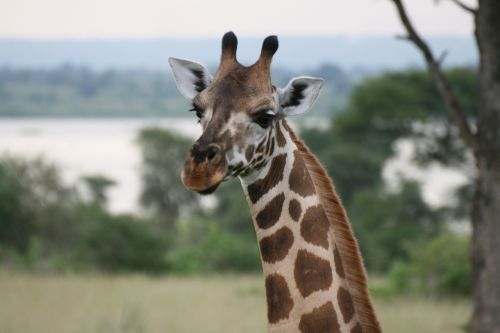 Žirafa, Uganda, Gyvūnas