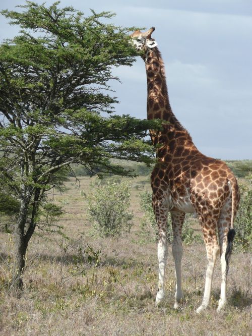 Žirafa, Kenya, Safari, Gyvūnas, Afrika, Laukiniai, Laukinė Gamta, Žinduolis, Gamta, Kelionė, Medis, Valgymas
