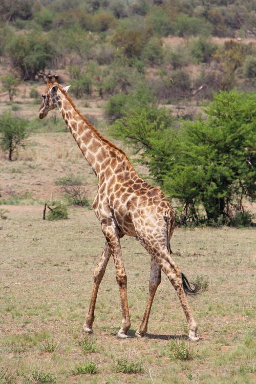 Žirafa, Įdomus, Nuotykis, Safari, Vaizdingas, Gražus, Įdomus, Saulės Miestas, Pilanesbergo Žaidimų Rezervas, Johanesburgas, Pietų Afrika