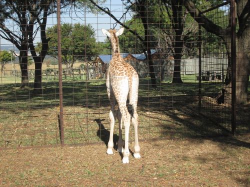 Žirafa, Pietų Afrika, Parkas, Laukinė Gamta
