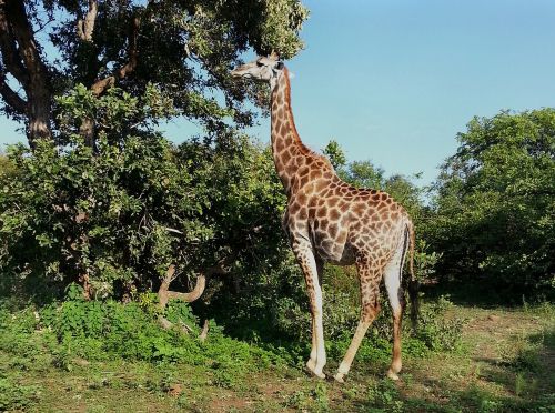 Žirafa, Pietų Afrika, Kruger Nacionalinis Parkas